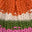 Image Swatch pour le code produit du chapeau : 740575